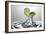 Lime Fresh Splash-Steve Gadomski-Framed Photographic Print