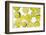 Lime Fresh-Steve Gadomski-Framed Photographic Print