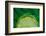 Lime FreshSplash Number 2-Steve Gadomski-Framed Photographic Print