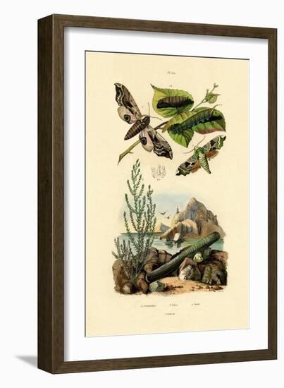 Lime Hawkmoth, 1833-39-null-Framed Giclee Print