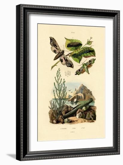 Lime Hawkmoth, 1833-39-null-Framed Giclee Print