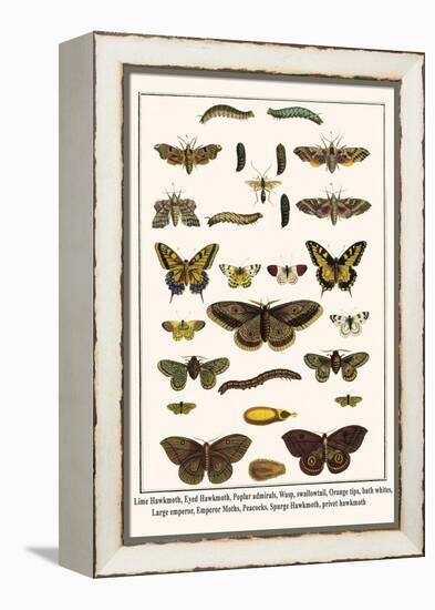 Lime Hawkmoth, Eyed Hawkmoth, Poplar Admirals, Wasp, Swallowtail, Orange Tips, Bath Whites, etc.-Albertus Seba-Framed Stretched Canvas