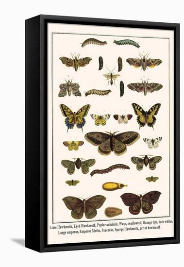 Lime Hawkmoth, Eyed Hawkmoth, Poplar Admirals, Wasp, Swallowtail, Orange Tips, Bath Whites, etc.-Albertus Seba-Framed Stretched Canvas