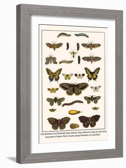 Lime Hawkmoth, Eyed Hawkmoth, Poplar Admirals, Wasp, Swallowtail, Orange Tips, Bath Whites, etc.-Albertus Seba-Framed Art Print