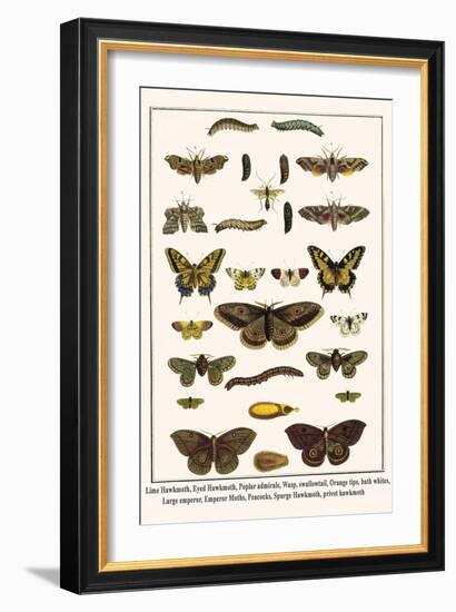 Lime Hawkmoth, Eyed Hawkmoth, Poplar Admirals, Wasp, Swallowtail, Orange Tips, Bath Whites, etc.-Albertus Seba-Framed Art Print