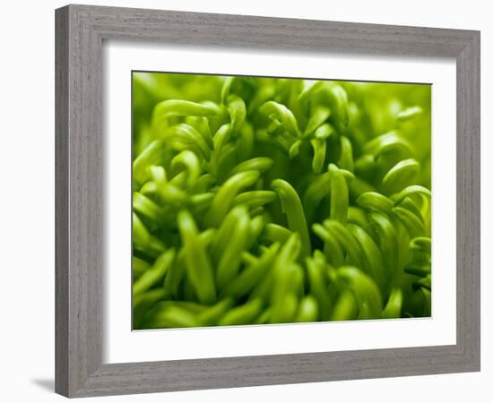 Lime Heart 2-Doug Chinnery-Framed Photographic Print