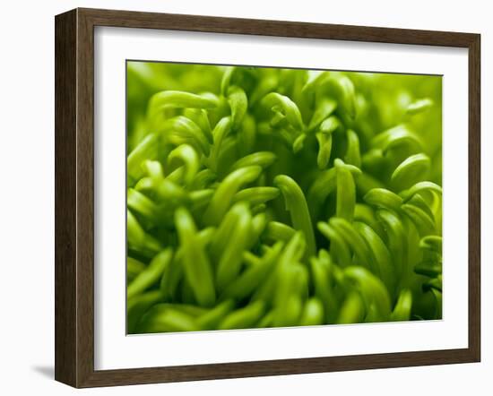 Lime Heart 2-Doug Chinnery-Framed Photographic Print