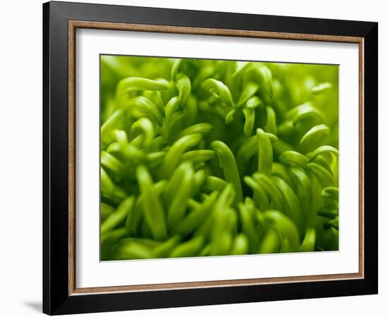 Lime Heart 2-Doug Chinnery-Framed Photographic Print