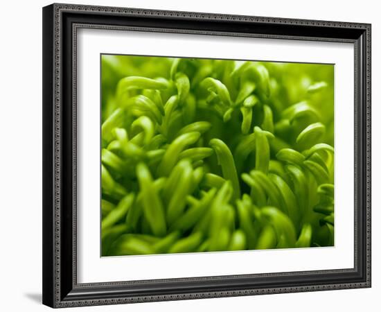 Lime Heart 2-Doug Chinnery-Framed Photographic Print