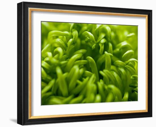 Lime Heart 2-Doug Chinnery-Framed Photographic Print