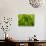Lime Heart 2-Doug Chinnery-Photographic Print displayed on a wall