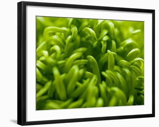 Lime Heart 2-Doug Chinnery-Framed Photographic Print