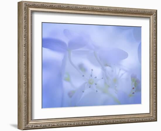 Lime Light Hydrangea I-Kathy Mahan-Framed Photographic Print