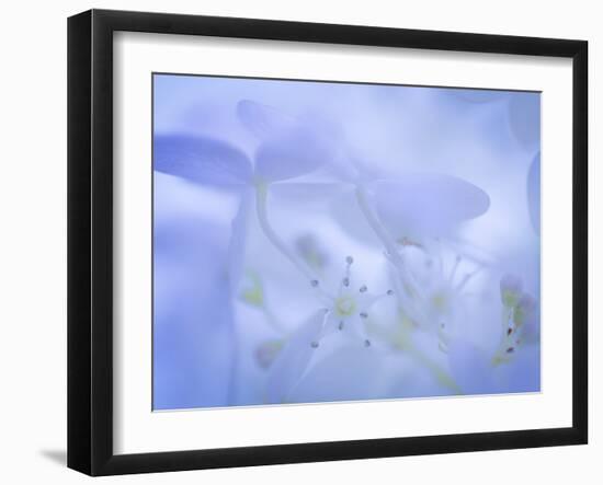 Lime Light Hydrangea I-Kathy Mahan-Framed Photographic Print