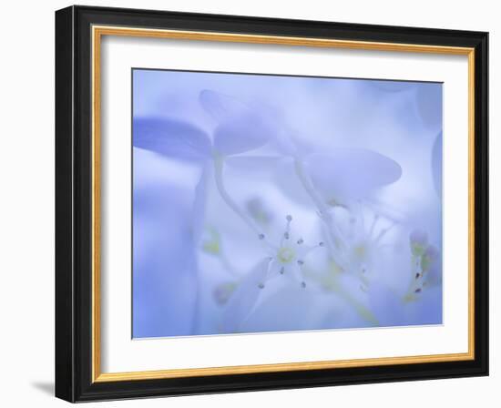 Lime Light Hydrangea I-Kathy Mahan-Framed Photographic Print