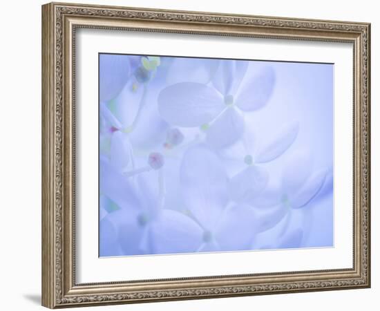 Lime Light Hydrangea II-Kathy Mahan-Framed Photographic Print