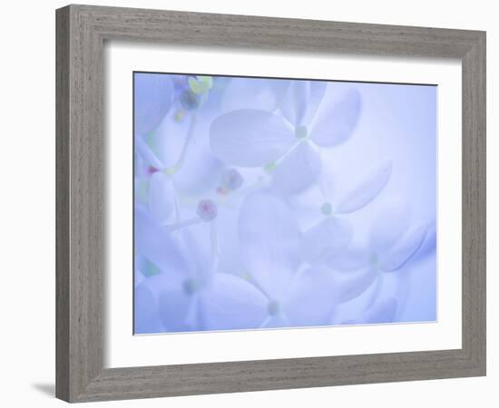 Lime Light Hydrangea II-Kathy Mahan-Framed Photographic Print