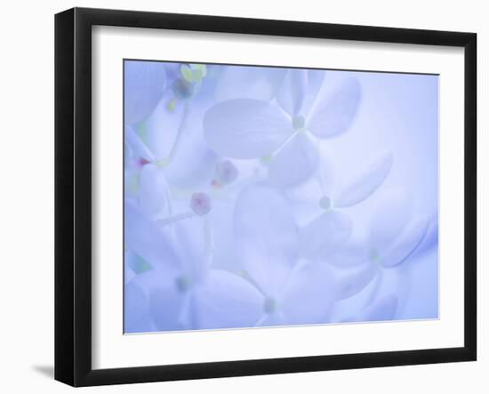 Lime Light Hydrangea II-Kathy Mahan-Framed Photographic Print