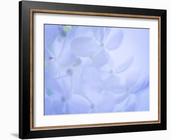 Lime Light Hydrangea II-Kathy Mahan-Framed Photographic Print