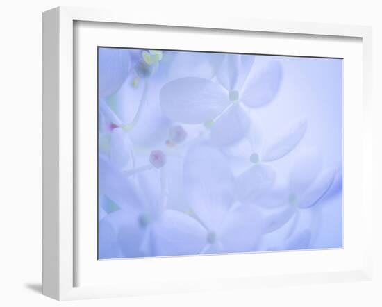 Lime Light Hydrangea II-Kathy Mahan-Framed Photographic Print