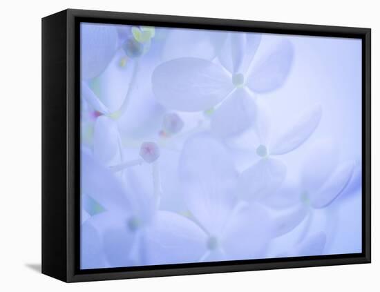 Lime Light Hydrangea II-Kathy Mahan-Framed Premier Image Canvas