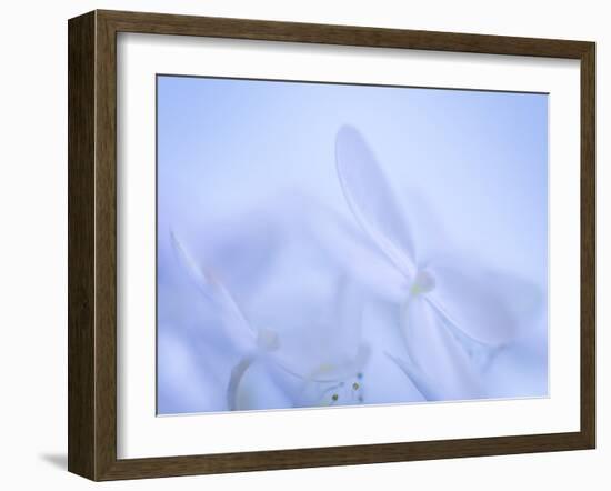 Lime Light Hydrangea IV-Kathy Mahan-Framed Photographic Print