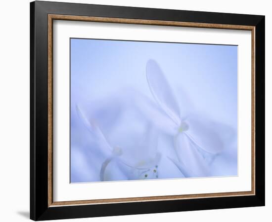 Lime Light Hydrangea IV-Kathy Mahan-Framed Photographic Print