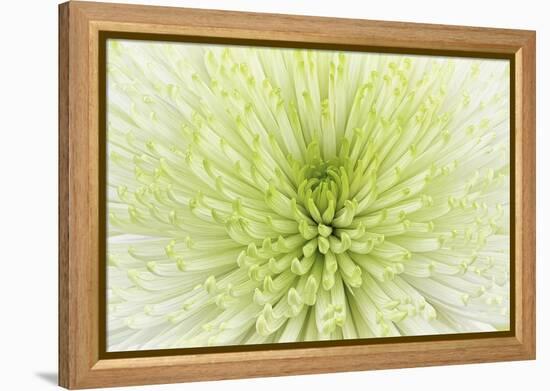 Lime Light Spider Mum-Cora Niele-Framed Premier Image Canvas