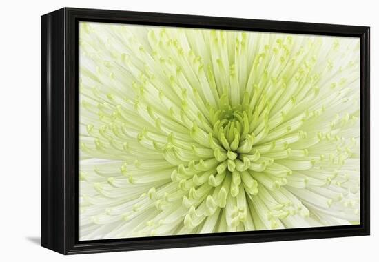 Lime Light Spider Mum-Cora Niele-Framed Premier Image Canvas