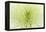 Lime Light Spider Mum-Cora Niele-Framed Premier Image Canvas