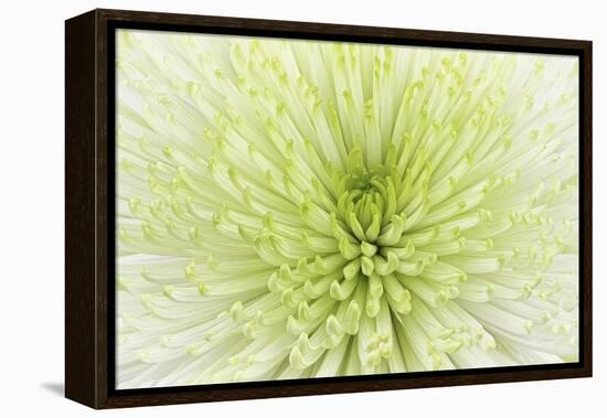 Lime Light Spider Mum-Cora Niele-Framed Premier Image Canvas