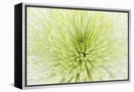 Lime Light Spider Mum-Cora Niele-Framed Premier Image Canvas