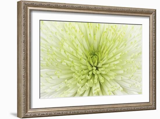 Lime Light Spider Mum-Cora Niele-Framed Photographic Print