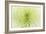 Lime Light Spider Mum-Cora Niele-Framed Photographic Print