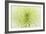 Lime Light Spider Mum-Cora Niele-Framed Photographic Print