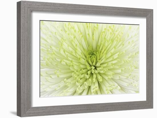 Lime Light Spider Mum-Cora Niele-Framed Photographic Print