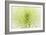 Lime Light Spider Mum-Cora Niele-Framed Photographic Print