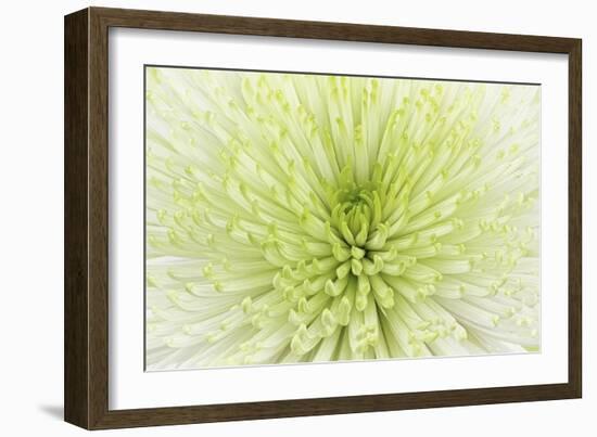 Lime Light Spider Mum-Cora Niele-Framed Photographic Print