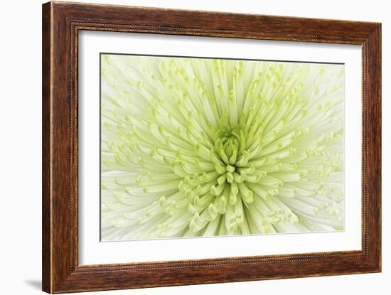 Lime Light Spider Mum-Cora Niele-Framed Photographic Print