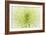 Lime Light Spider Mum-Cora Niele-Framed Photographic Print