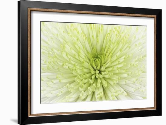 Lime Light Spider Mum-Cora Niele-Framed Photographic Print