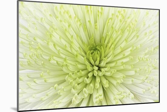 Lime Light Spider Mum-Cora Niele-Mounted Photographic Print