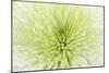 Lime Light Spider Mum-Cora Niele-Mounted Photographic Print