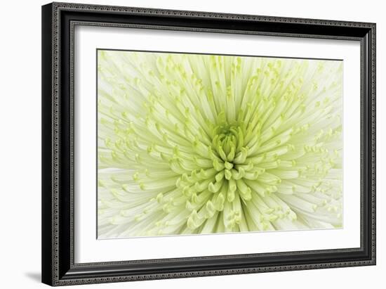 Lime Light Spider Mum-Cora Niele-Framed Photographic Print