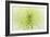 Lime Light Spider Mum-Cora Niele-Framed Photographic Print