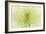 Lime Light Spider Mum-Cora Niele-Framed Photographic Print