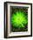 Lime Rain Daisy-Ruth Palmer-Framed Art Print