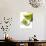 Lime Slices And Peel-Jon Stokes-Photographic Print displayed on a wall