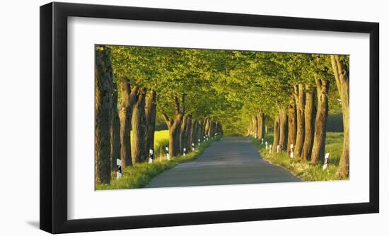 Lime tree alley, Mecklenburg Lake District, Germany-Frank Krahmer-Framed Giclee Print