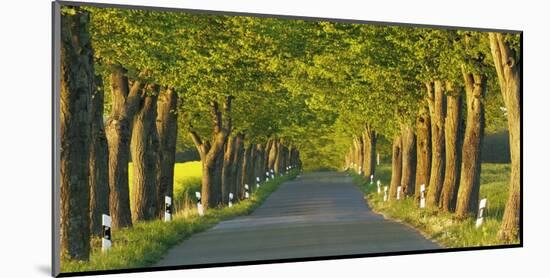 Lime tree alley, Mecklenburg Lake District, Germany-Frank Krahmer-Mounted Giclee Print